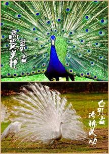 孔雀王子,传奇风采与神秘传说