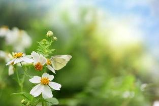 春日不渡人自渡,心灵独行之旅