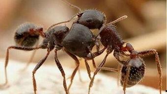 蚂蚁在燃烧,揭示自然界的奇妙现象